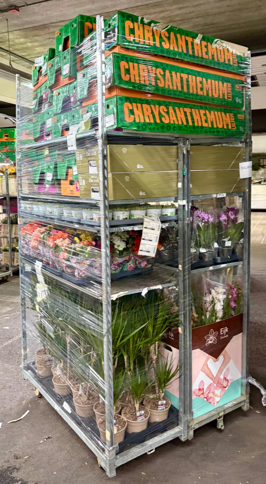 Carro embalado con plantas y cajas de crisantemos