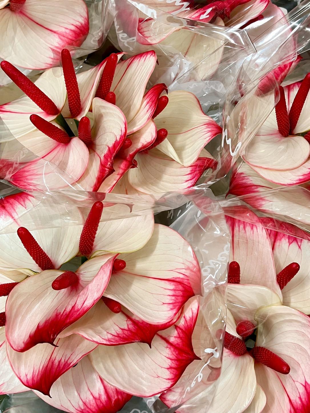 Anturios blancos con bordes rojos preparados para su distribución